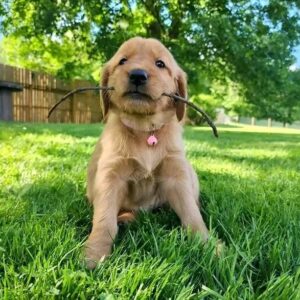 MALE / THEO