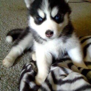 MALE : RUDY